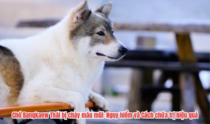 Chó Bangkaew Thái bị chảy máu mũi: Nguy hiểm và Cách chữa trị hiệu quả