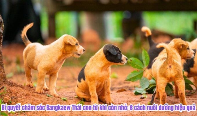 Bí quyết chăm sóc Bangkaew Thái con từ khi còn nhỏ: 8 cách nuôi dưỡng hiệu quả