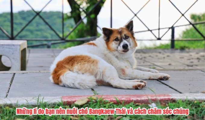 Những lí do bạn nên nuôi chó Bangkaew Thái và cách chăm sóc chúng