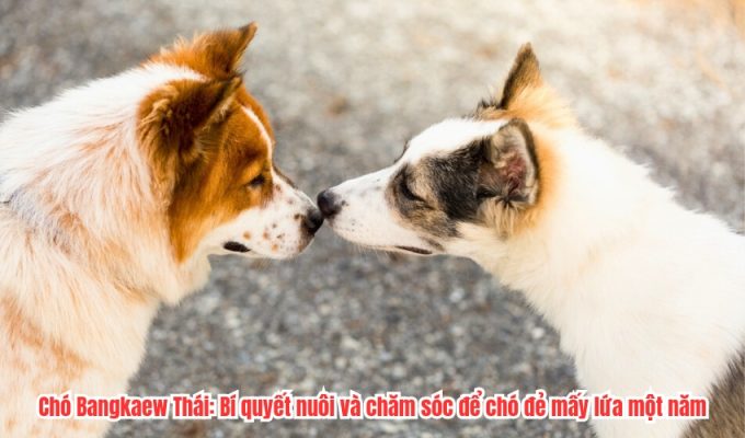 Chó Bangkaew Thái: Bí quyết nuôi và chăm sóc để chó đẻ mấy lứa một năm