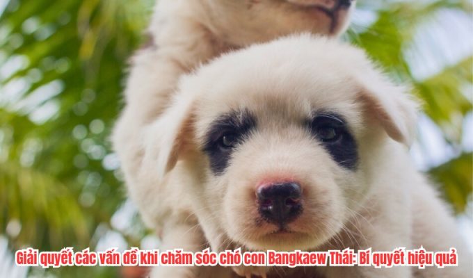 Giải quyết các vấn đề khi chăm sóc chó con Bangkaew Thái: Bí quyết hiệu quả